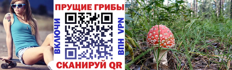 где найти Новодвинск Галлюциногенные грибы мицелий